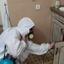 Дезинфекция от муравьев в квартире в Романовке